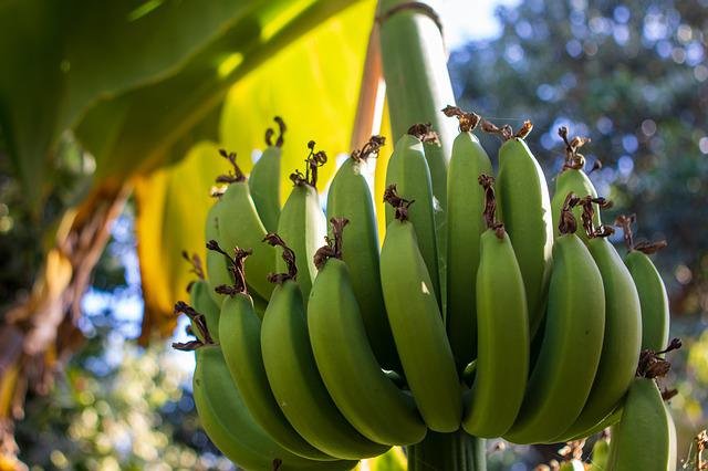 Banana A Great Superfood